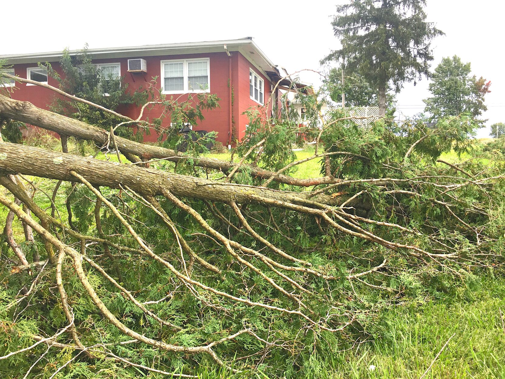 Small tornado hits Lake Township tree